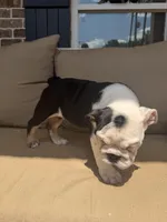 Smore, a female English Bulldog for sale in Flowery Branch, GA – Photo 5 of 7