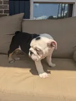 Smore, a female English Bulldog for sale in Flowery Branch, GA – Photo 6 of 7