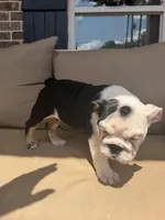 Smore, a female English Bulldog for sale in Flowery Branch, GA – Photo 2 of 7