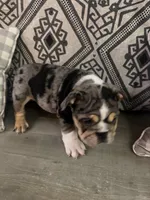 Zeus, a male English Bulldog for sale in Flowery Branch, GA – Photo 2 of 8