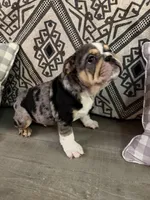 Zeus, a male English Bulldog for sale in Flowery Branch, GA – Photo 7 of 8