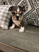 Zeus, a male English Bulldog for sale in Flowery Branch, GA – Photo 8 of 8