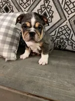 Zeus, a male English Bulldog for sale in Flowery Branch, GA – Photo 3 of 8