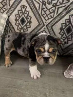 Zeus, a male English Bulldog for sale in Flowery Branch, GA – Photo 5 of 8