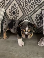 Zeus, a male English Bulldog for sale in Flowery Branch, GA – Photo 4 of 8