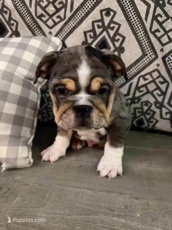 Zeus, a male English Bulldog for sale in Flowery Branch, GA – Photo 1 of 8