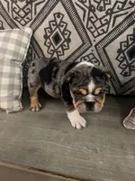 Zeus, a male English Bulldog for sale in Flowery Branch, GA – Photo 6 of 8