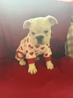 Layla, a female English Bulldog for sale in Flowery Branch, GA – Photo 2 of 10