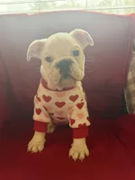 Layla, a female English Bulldog for sale in Flowery Branch, GA – Photo 6 of 10