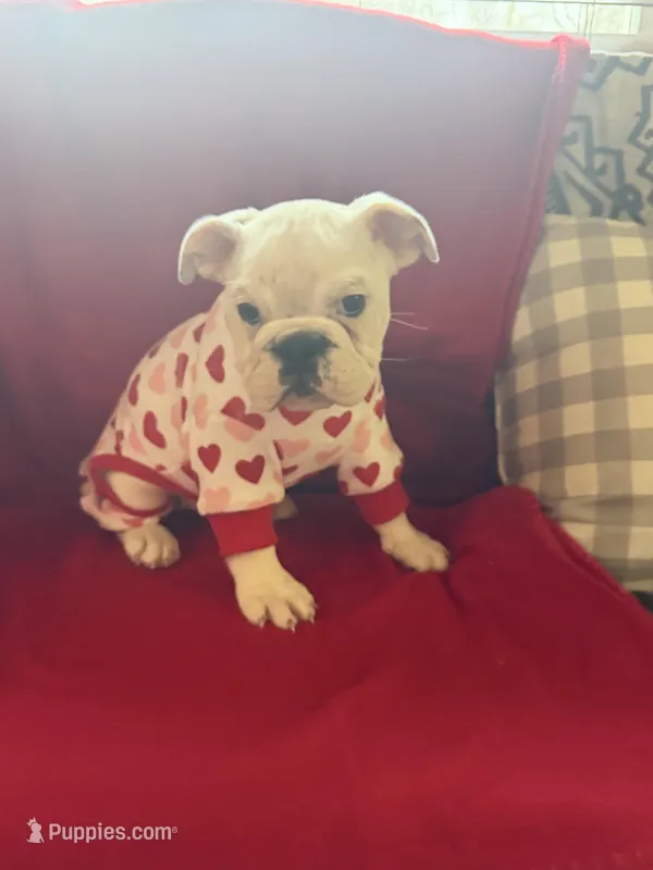 Layla, a female English Bulldog for sale in Flowery Branch, GA – Photo 1 of 10