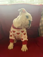 Layla, a female English Bulldog for sale in Flowery Branch, GA – Photo 10 of 10