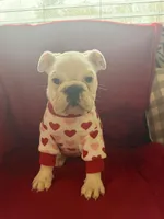 Layla, a female English Bulldog for sale in Flowery Branch, GA – Photo 7 of 10