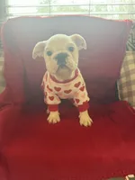 Layla, a female English Bulldog for sale in Flowery Branch, GA – Photo 8 of 10