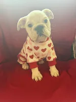 Layla, a female English Bulldog for sale in Flowery Branch, GA – Photo 5 of 10