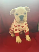 Layla, a female English Bulldog for sale in Flowery Branch, GA – Photo 4 of 10