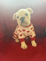 Layla, a female English Bulldog for sale in Flowery Branch, GA – Photo 9 of 10