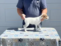 Spring, a female Jack Russell Terrier for sale in Johnstown, CO – 3 of 3