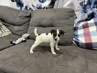 Chaz long leg, a male Jack Russell Terrier for sale in Johnstown, CO – Photo 2 of 8