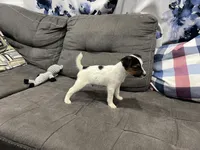 Chaz long leg, a male Jack Russell Terrier for sale in Johnstown, CO – Photo 1 of 8