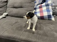 Chaz long leg, a male Jack Russell Terrier for sale in Johnstown, CO – Photo 3 of 8