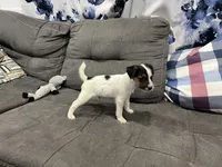 Chaz long leg, a male Jack Russell Terrier for sale in Johnstown, CO – Photo 5 of 8