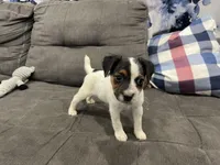 Chaz long leg, a male Jack Russell Terrier for sale in Johnstown, CO – Photo 7 of 8