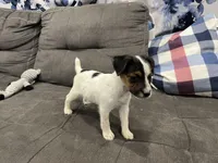 Chaz long leg, a male Jack Russell Terrier for sale in Johnstown, CO – Photo 6 of 8