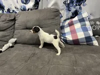 Chaz long leg, a male Jack Russell Terrier for sale in Johnstown, CO – Photo 8 of 8