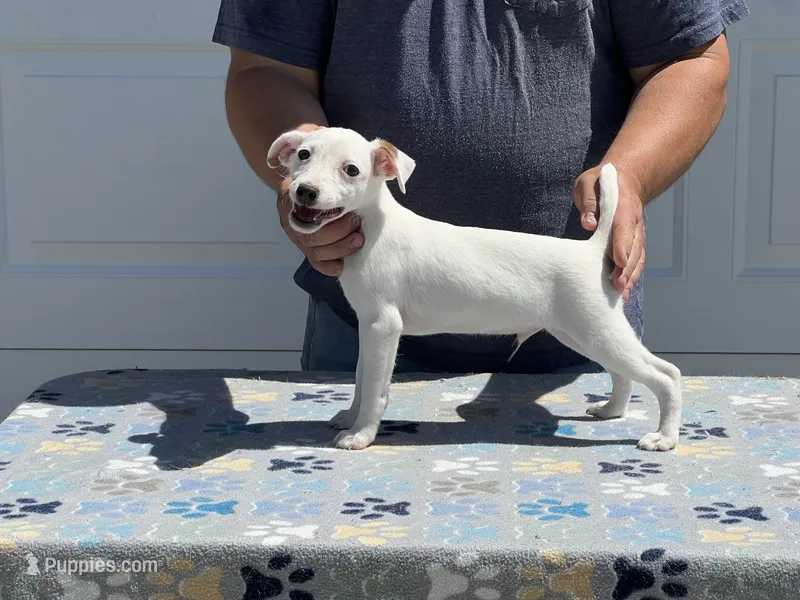 Skipper – Jack Russell Terrier puppy for sale in Johnstown, CO