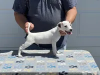 Skipper, a female Jack Russell Terrier for sale in Johnstown, CO – 2 of 2