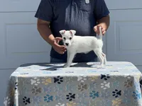 Brook, a female Jack Russell Terrier for sale in Johnstown, CO – 2 of 2