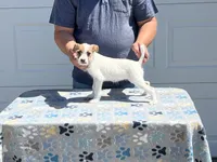 Spring, a female Jack Russell Terrier for sale in Johnstown, CO – 2 of 3