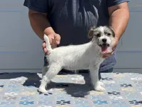 River , a female Jack Russell Terrier for sale in Johnstown, CO – 3 of 3
