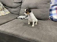 Ricky Bobby long leg, a male Jack Russell Terrier for sale in Johnstown, CO – Photo 7 of 7