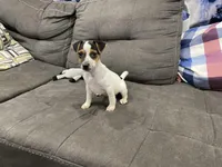 Ricky Bobby long leg, a male Jack Russell Terrier for sale in Johnstown, CO – Photo 5 of 7