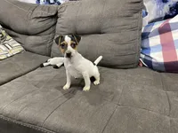Ricky Bobby long leg, a male Jack Russell Terrier for sale in Johnstown, CO – Photo 3 of 7