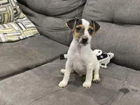 Ricky Bobby long leg, a male Jack Russell Terrier for sale in Johnstown, CO – Photo 6 of 7