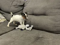 Ricky Bobby long leg, a male Jack Russell Terrier for sale in Johnstown, CO – Photo 4 of 7