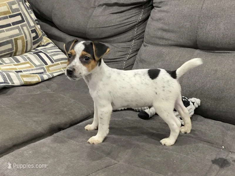 Ricky Bobby long leg