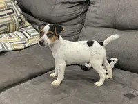 Ricky Bobby long leg, a male Jack Russell Terrier for sale in Johnstown, CO – Photo 1 of 7