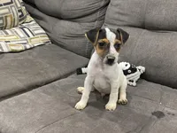 Ricky Bobby long leg, a male Jack Russell Terrier for sale in Johnstown, CO – Photo 2 of 7