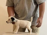 Brock Long Leg, a male Jack Russell Terrier for sale in Johnstown, CO – Photo 3 of 5