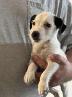 Brock Long Leg, a male Jack Russell Terrier for sale in Johnstown, CO – Photo 1 of 5