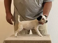 Brock Long Leg, a male Jack Russell Terrier for sale in Johnstown, CO – Photo 4 of 5