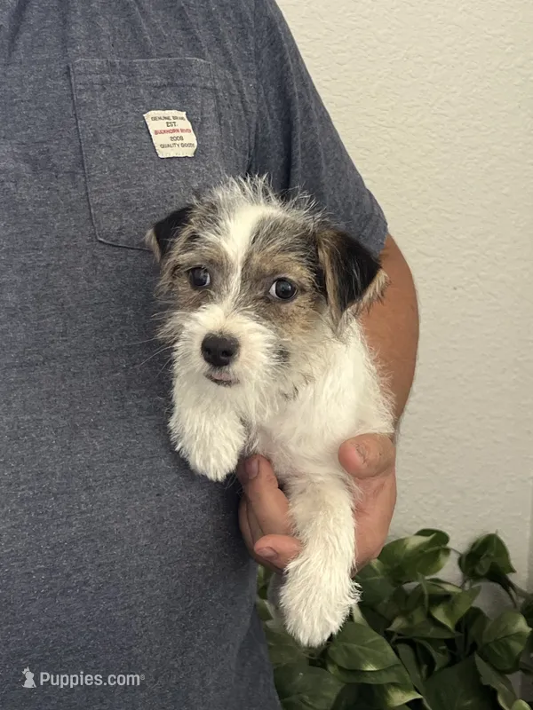 River  – Jack Russell Terrier puppy for sale in Johnstown, CO
