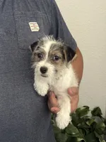River , a female Jack Russell Terrier for sale in Johnstown, CO – 1 of 3