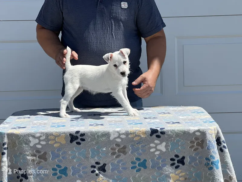 Brook – Jack Russell Terrier puppy for sale in Johnstown, CO