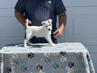 Brook, a female Jack Russell Terrier for sale in Johnstown, CO – 1 of 2