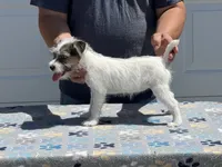 River , a female Jack Russell Terrier for sale in Johnstown, CO – 2 of 3