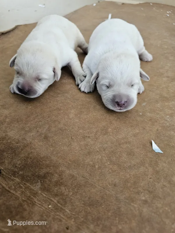 Buck – Labrador Retriever puppy for sale in Saint Louis, MO